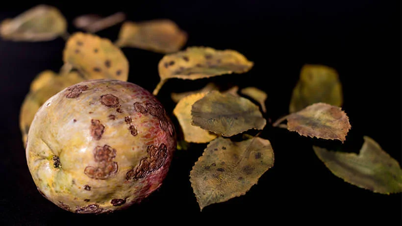 Courtesy Harvard University Herbaria.&nbsp;© President &amp; Fellows Harvard College.