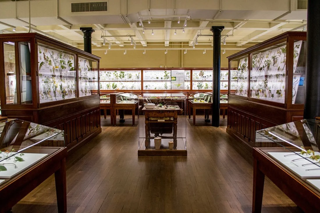 Courtesy Harvard University Herbaria.&nbsp;© President &amp; Fellows Harvard College.