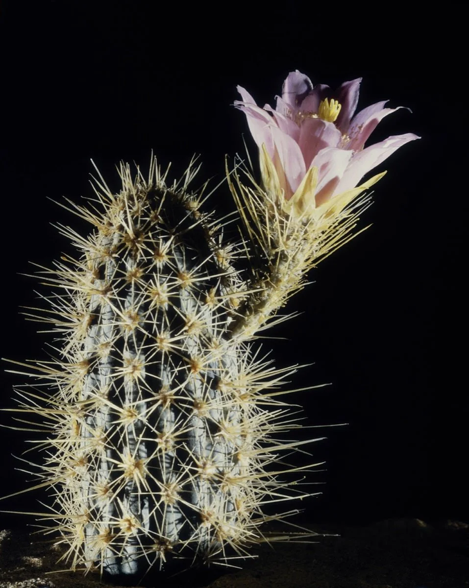Courtesy Harvard University Herbaria.&nbsp;© President &amp; Fellows Harvard College.