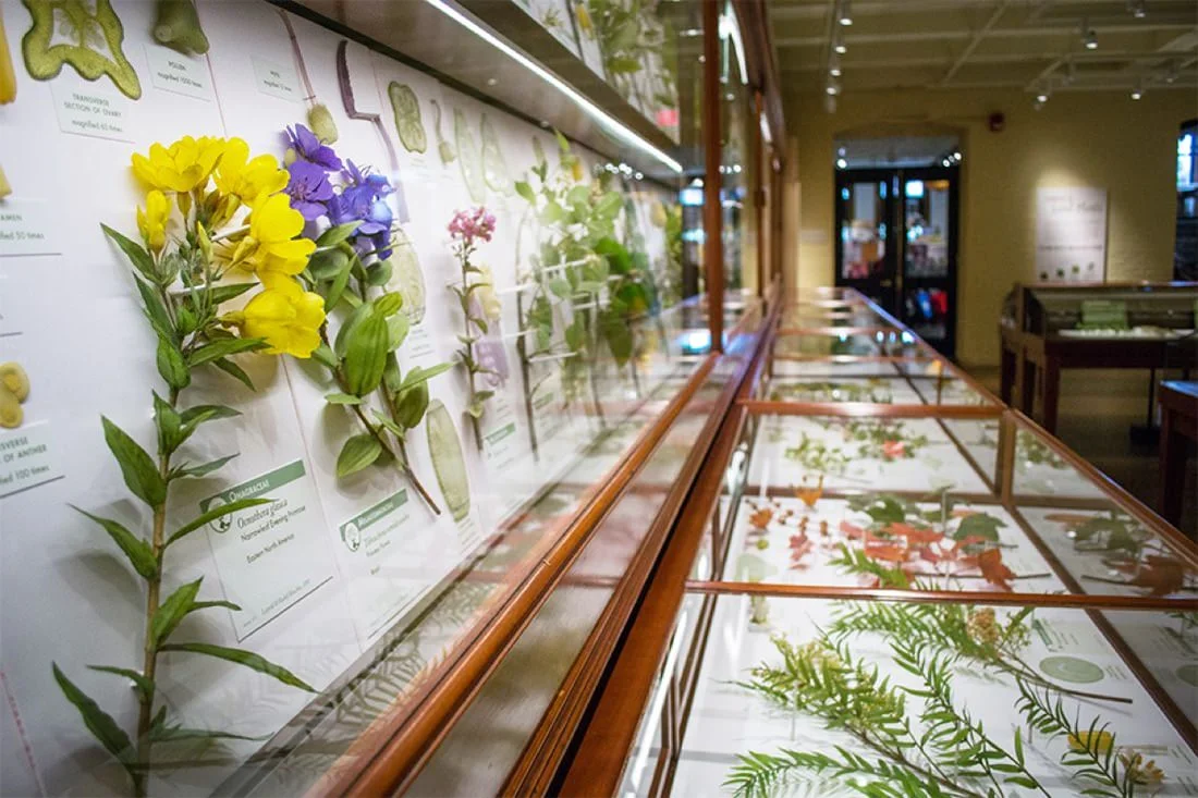 Courtesy Harvard University Herbaria.&nbsp;© President &amp; Fellows Harvard College.