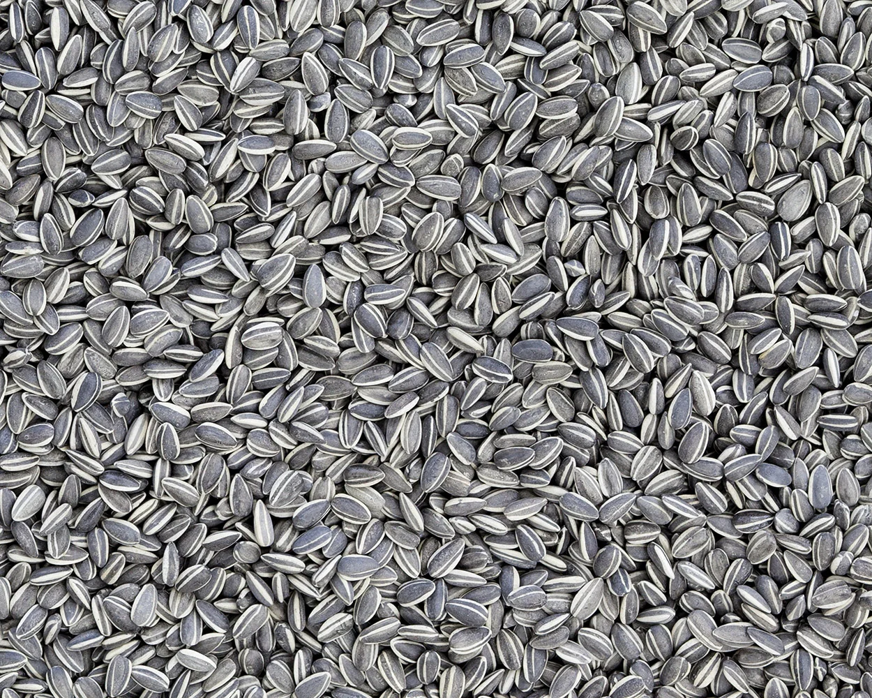 Ai Weiwei, Sunflower Seeds, 2010 Porcellana 15 tonnellate; 116,5 m2. photo © Ai Weiwei Studio, Berlín, 2017