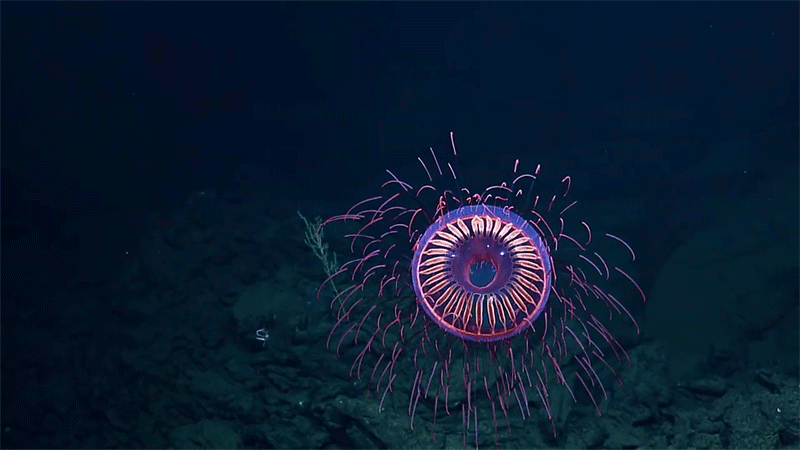 Lo strano mondo dell’E\V Nautilus che filma meduse fuoco d’artificio, calamari con occhi da giocattolo e polipi vampiro