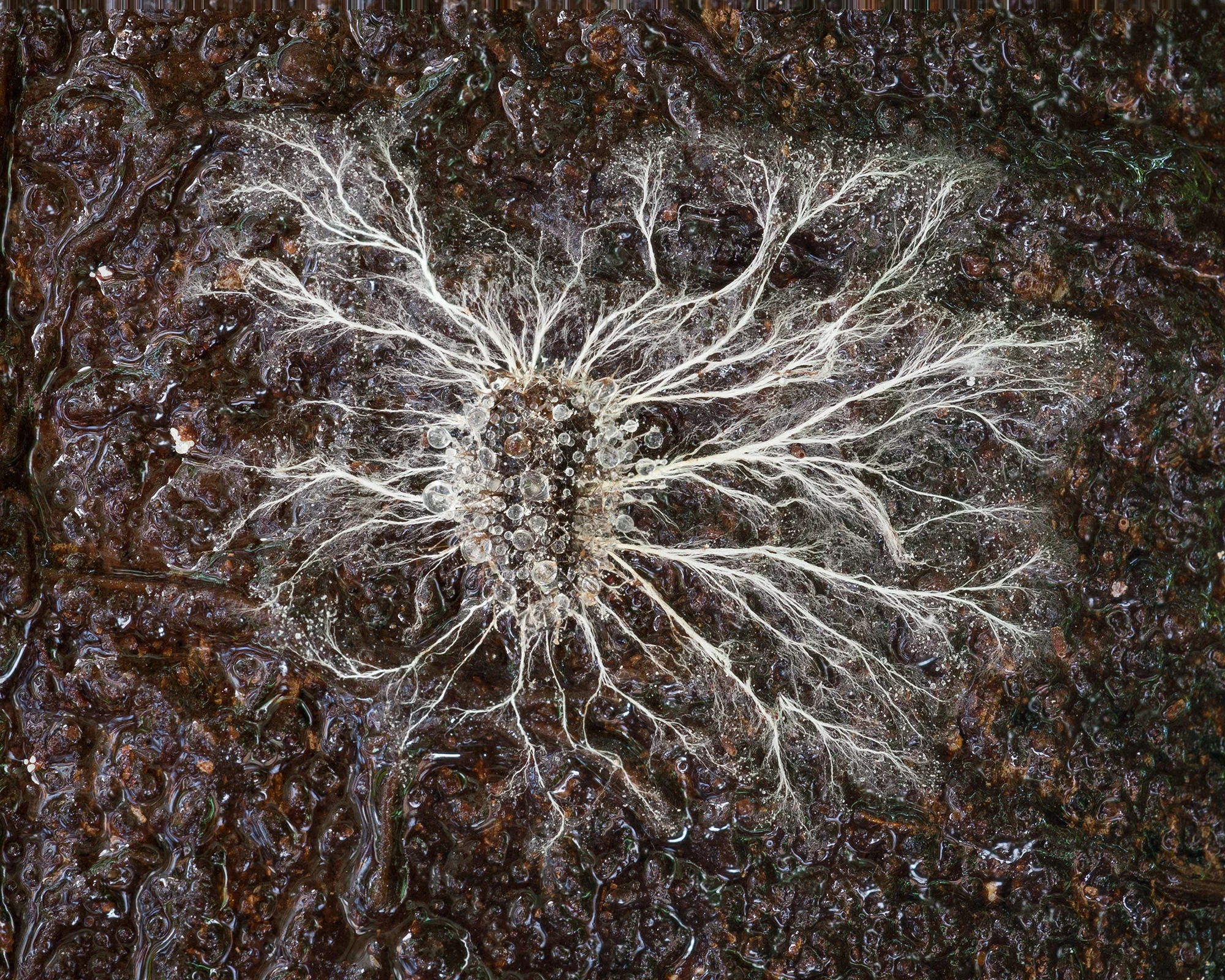 fungi-1.jpg
