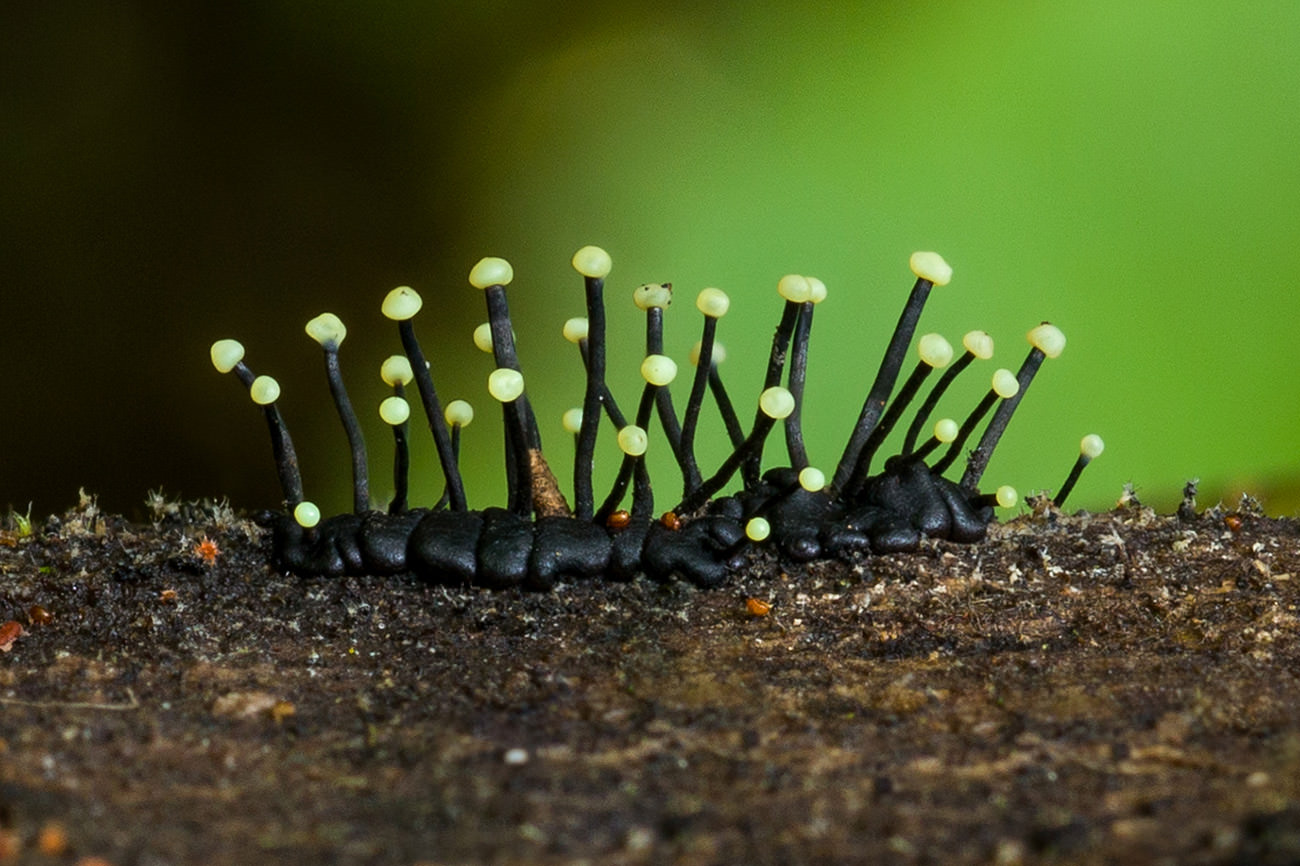 fungi-12.jpg