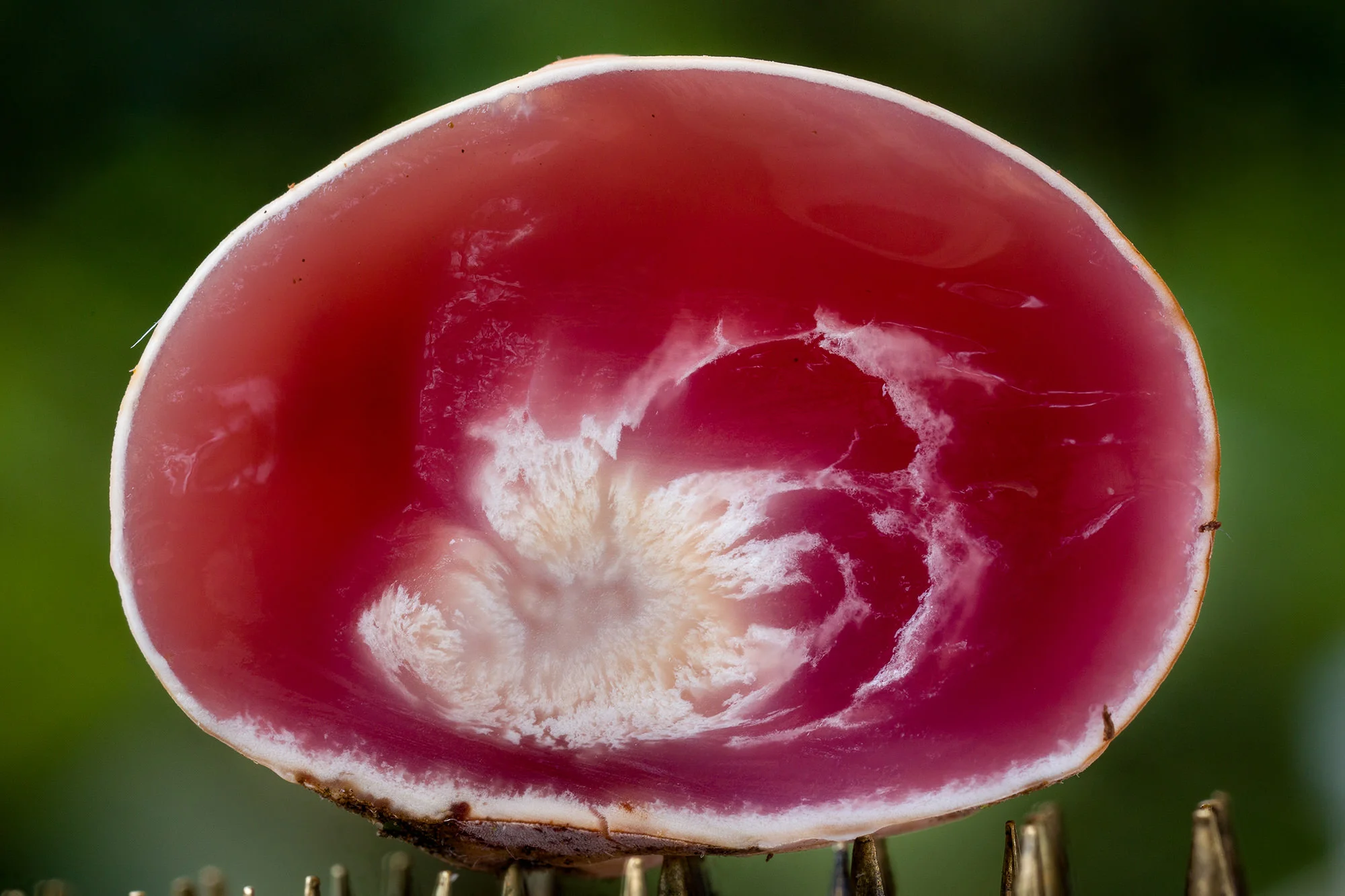 fungi-9.jpg