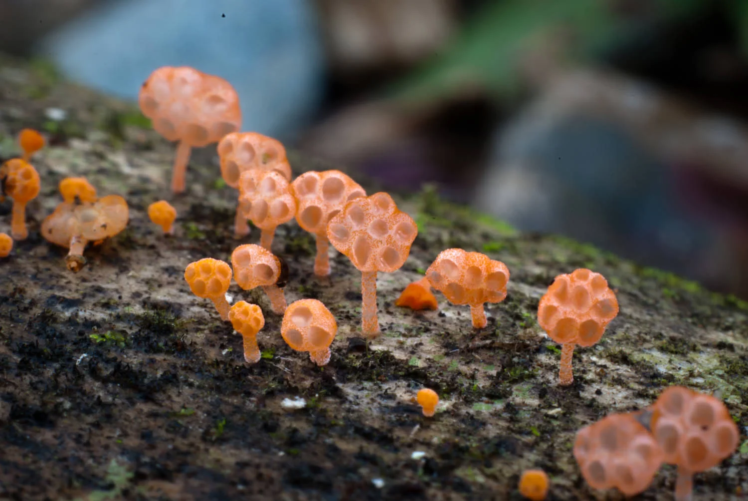 fungi-4.jpg