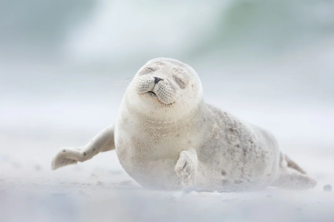 Joy, © Erika Valkovicova. Un cucciolo di foca gode della brezza mattutina sull'isola di Düne in Germania
