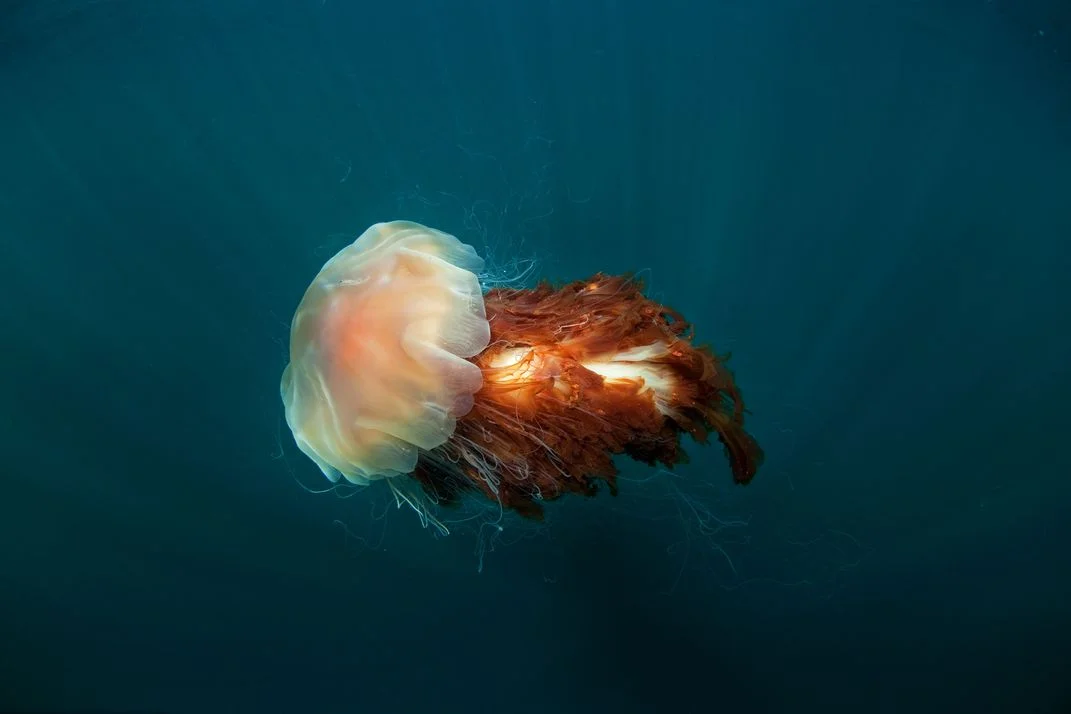 Lion's Mane Jellyfish, © Martin Prochazka. Una medusa criniera di leone