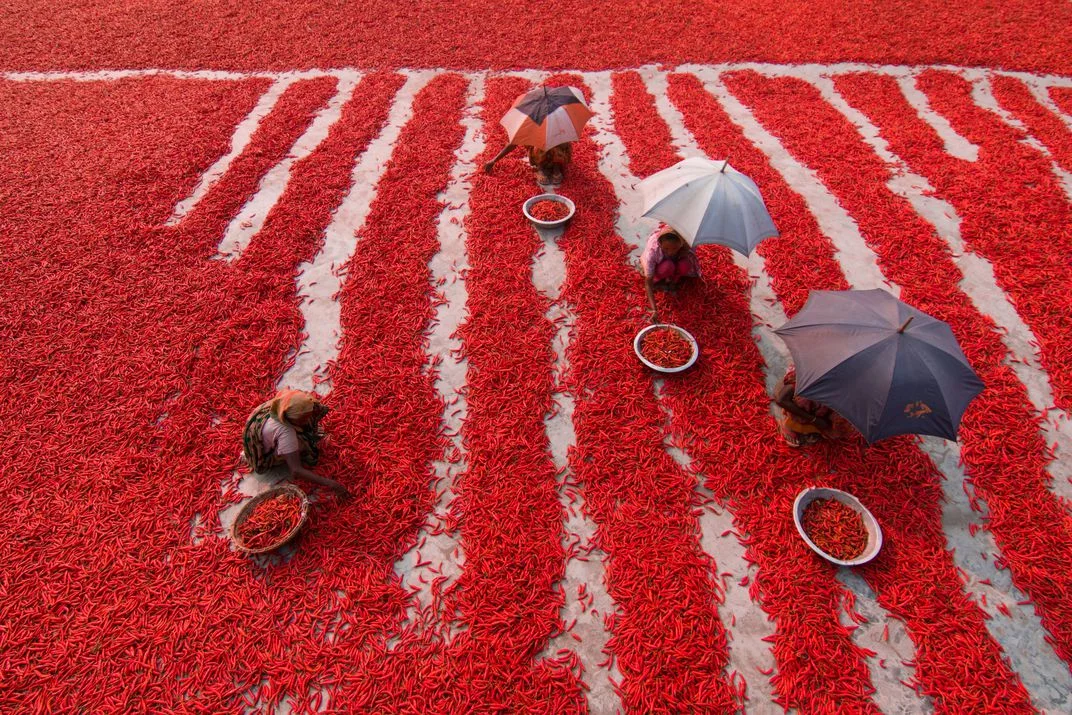 Red Chili Pepper Pickers, © Azim Khan Ronnie. Un gruppo di lavoratori circondati dai peperoncini in Bangladesh