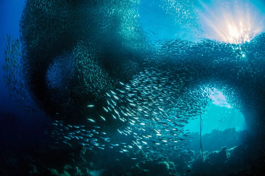 Sardines in the Sun, © Giacomo Marchione. Sardine che emergono da un muro di corallo nelle Filippine