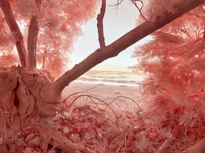 Patrick Jacobs, Pink Forest, 2018 (detail;; 335 x 457 x 320 cm). Paper, foam, clay, aluminum, styrene, epoxy, glue, polyurethane, acrylic paint, wood, lighting, fabric.