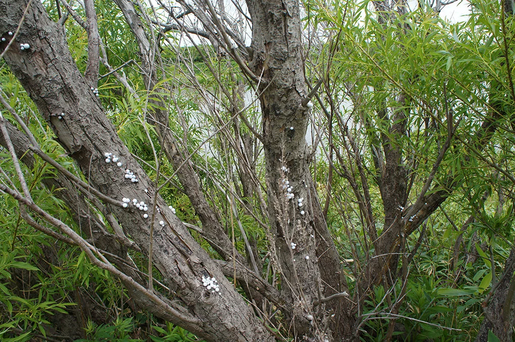 SONY DSC