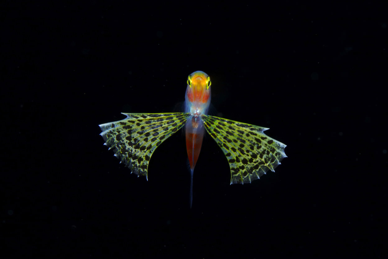 Unknown, una larva di Gymnapogon,all images copyright Ryo Minemizu
