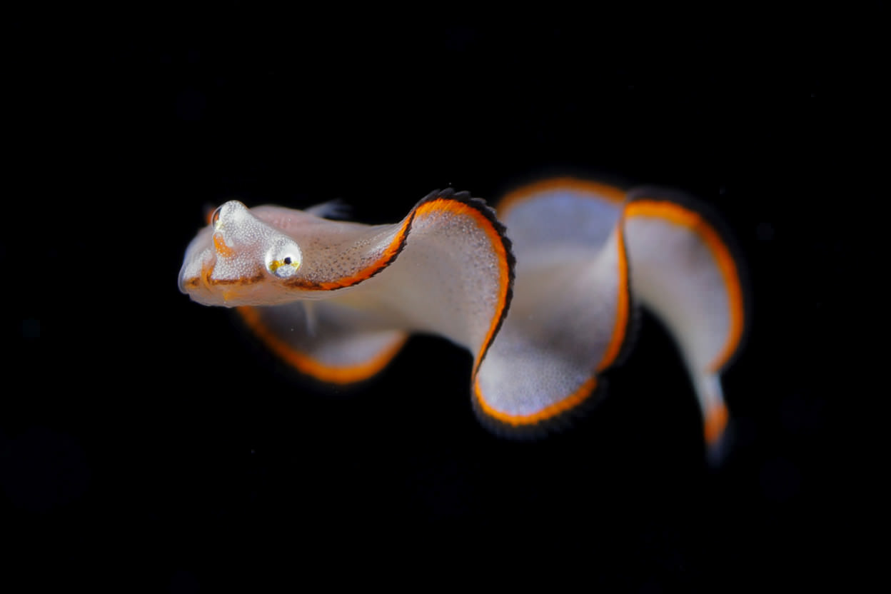 Batesian mimicry, larva del pesce Soleichthys