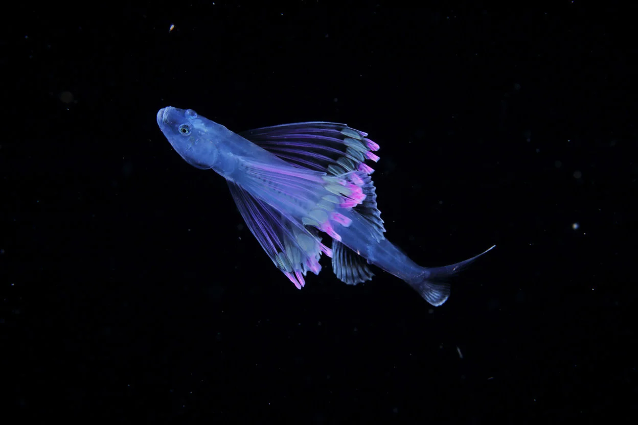 Larva del pesce Tripod