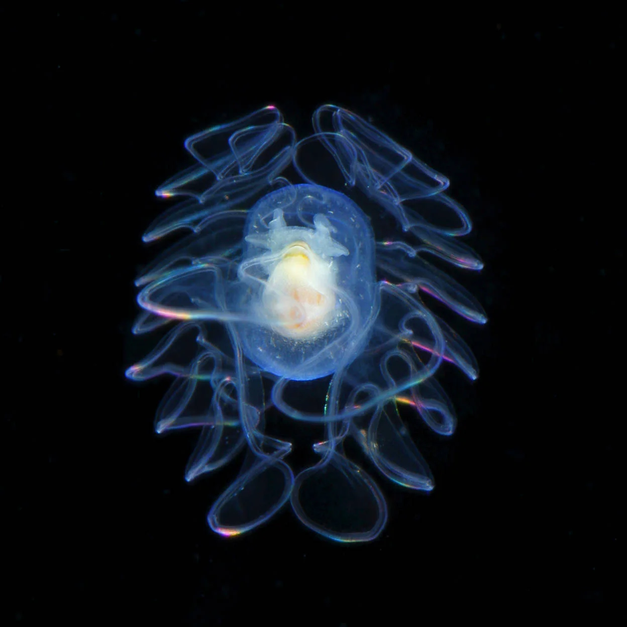 Larva di Pleurobranchaea