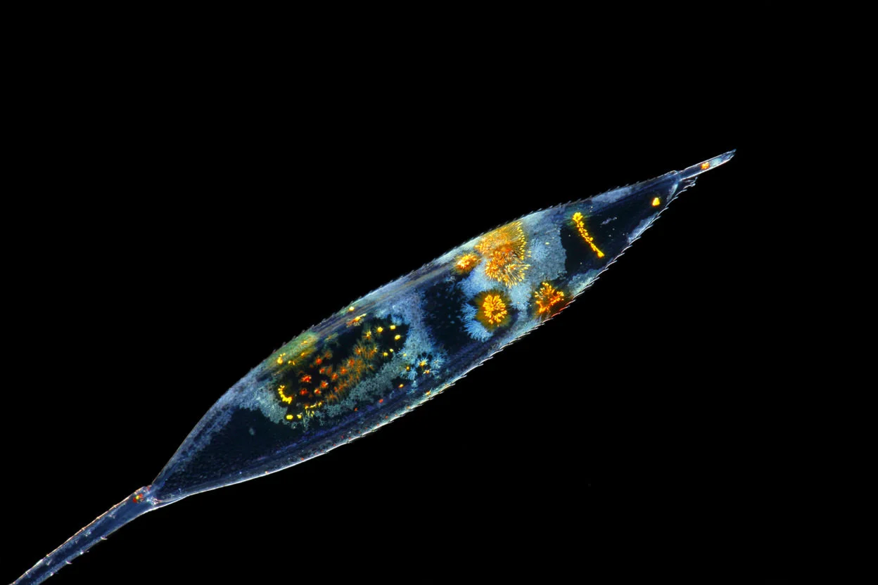 La pinna di una larva zoea di Lysmata