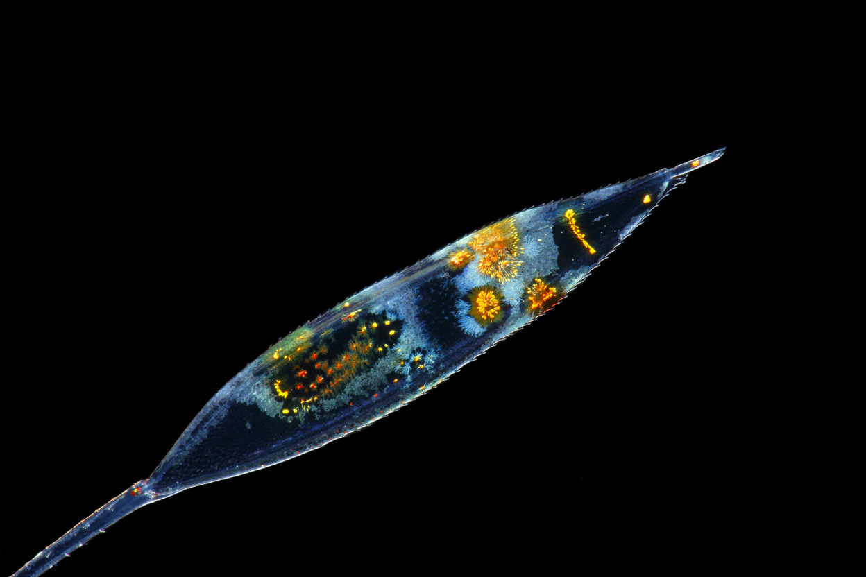 La pinna di una larva zoea di Lysmata