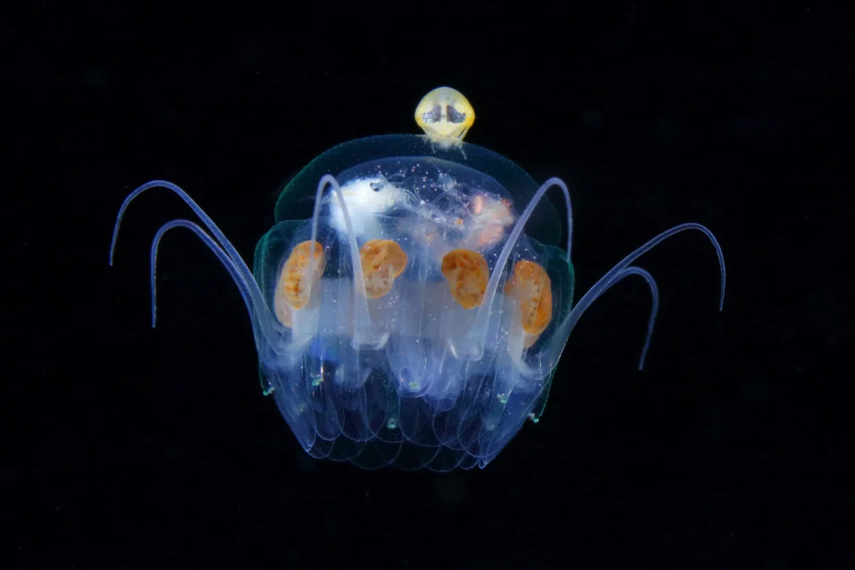 Hyperiidea su medusa Nausithoe