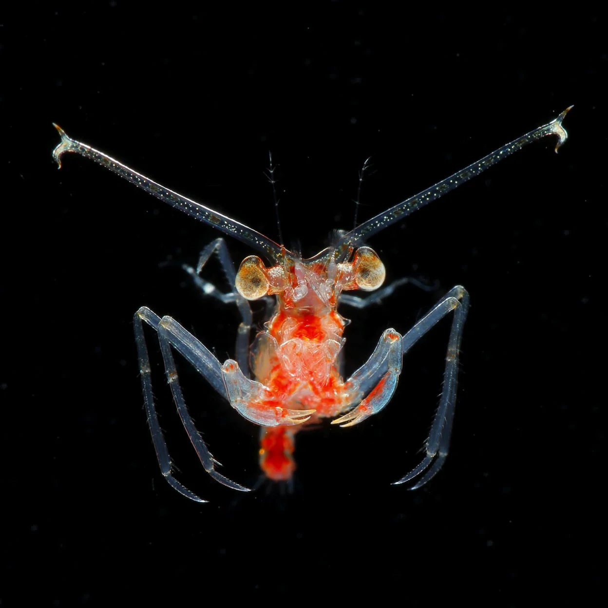 Megalopa larva di Eplumula phalangium