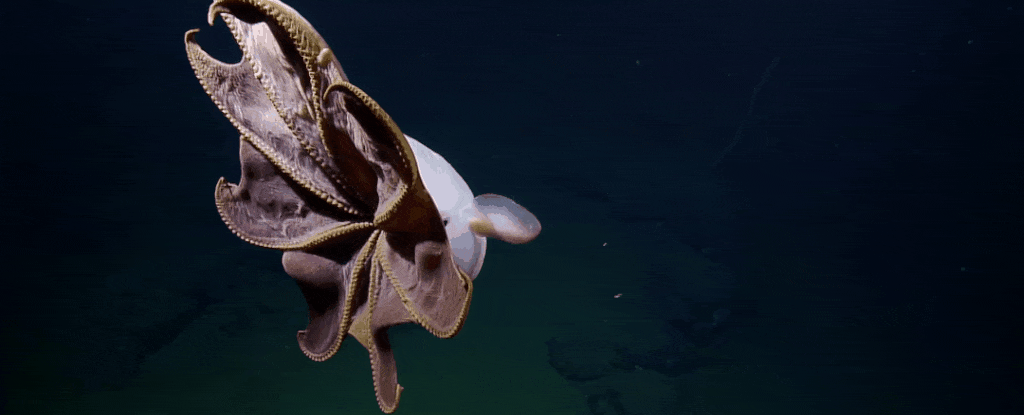 dumbo-ocky_1024.gif