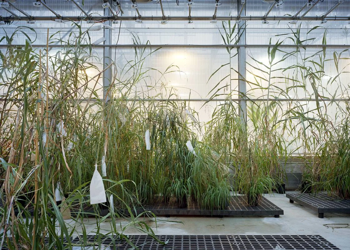 Thomas Struth, Sorghum, Danforth Plant Science Center, St Louis 2017, Inkjet print, 159,8 x 221,6 cm, © Thomas Struth