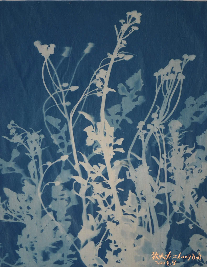 Zhang Dali, Erbe Selvatiche (50X40cm) Cyanotype on Cotton 2018