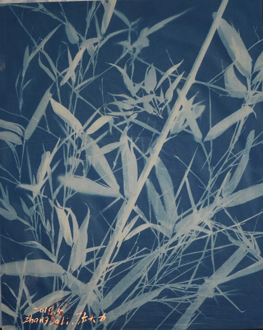 Zhang Dali, Bambù (56X45cm) Cyanotype on Cotton 2018