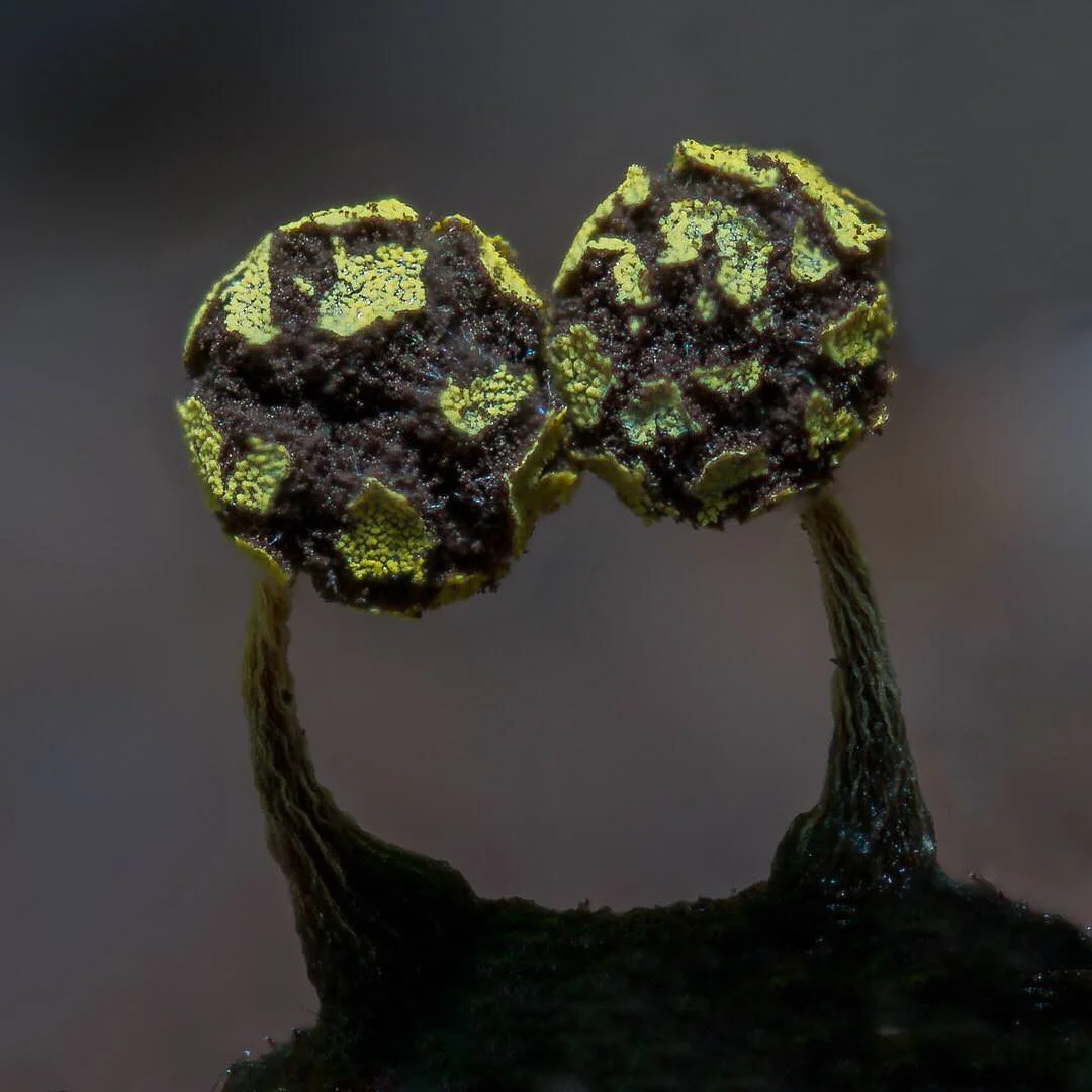 slime-mold-11.jpg