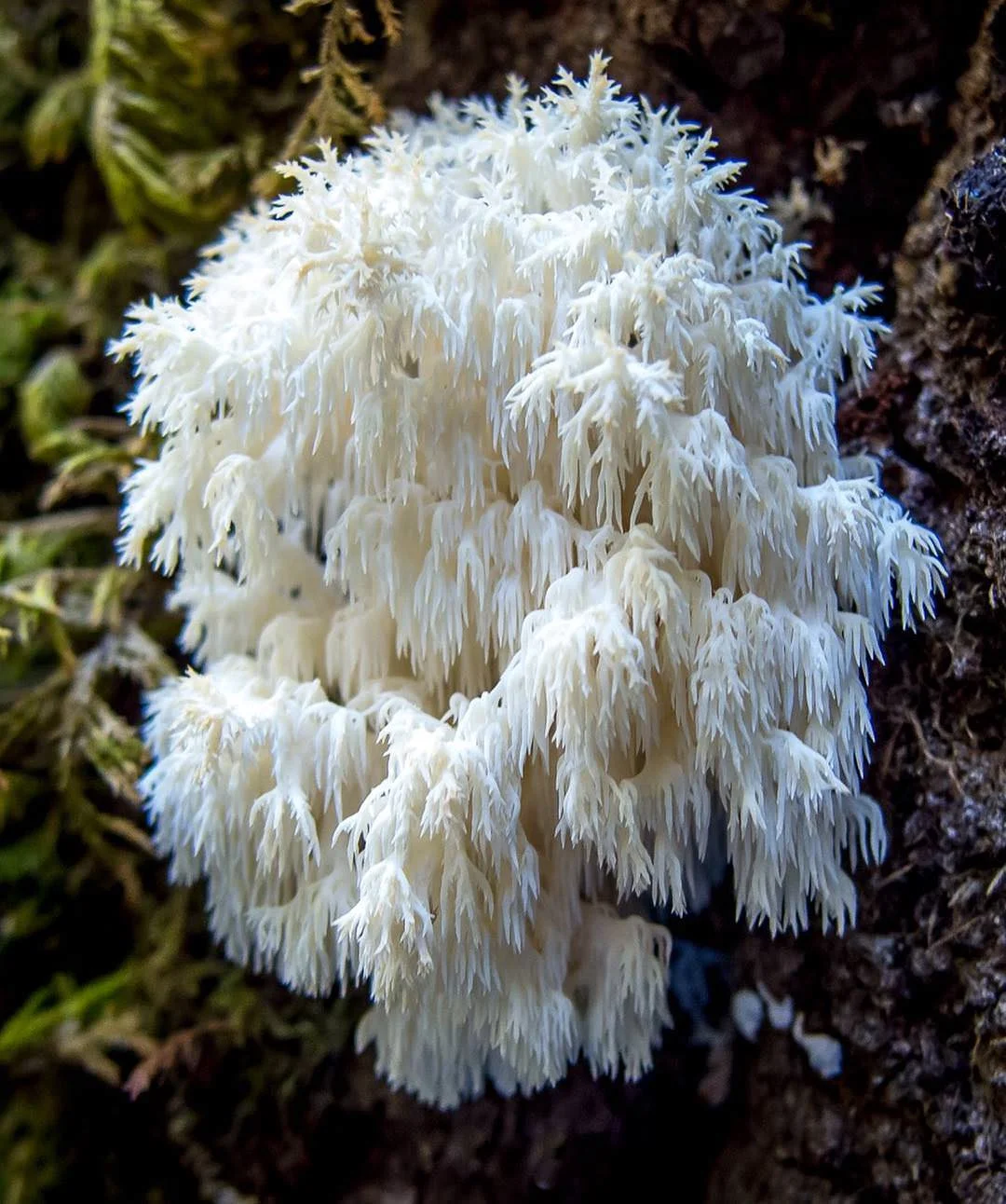 slime-mold-7.jpg
