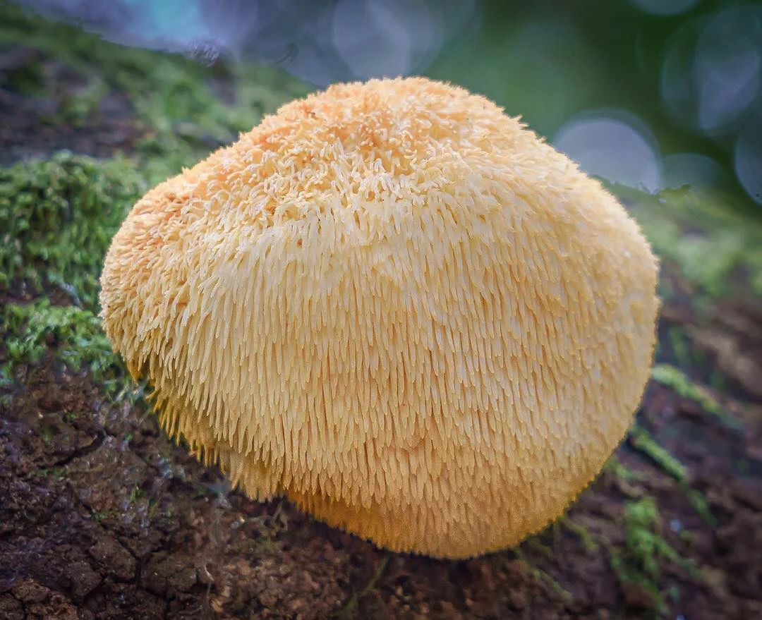 slime-mold-9.jpg