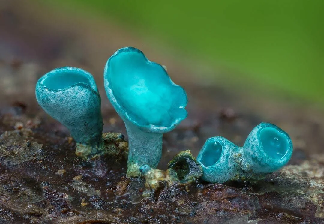 slime-mold-8.jpg