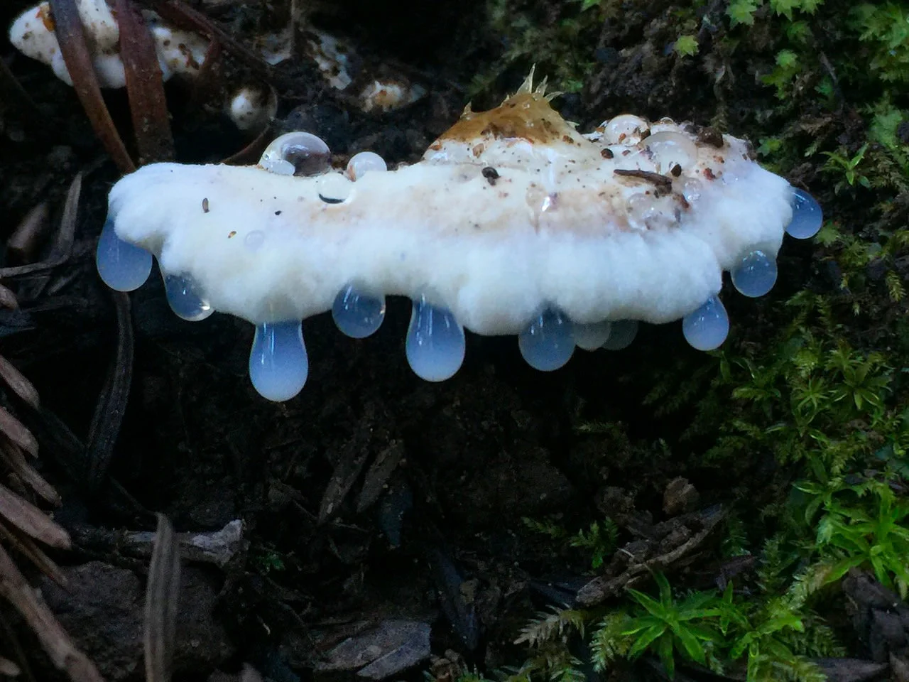 slime-mold-12-640x480@2x.jpg