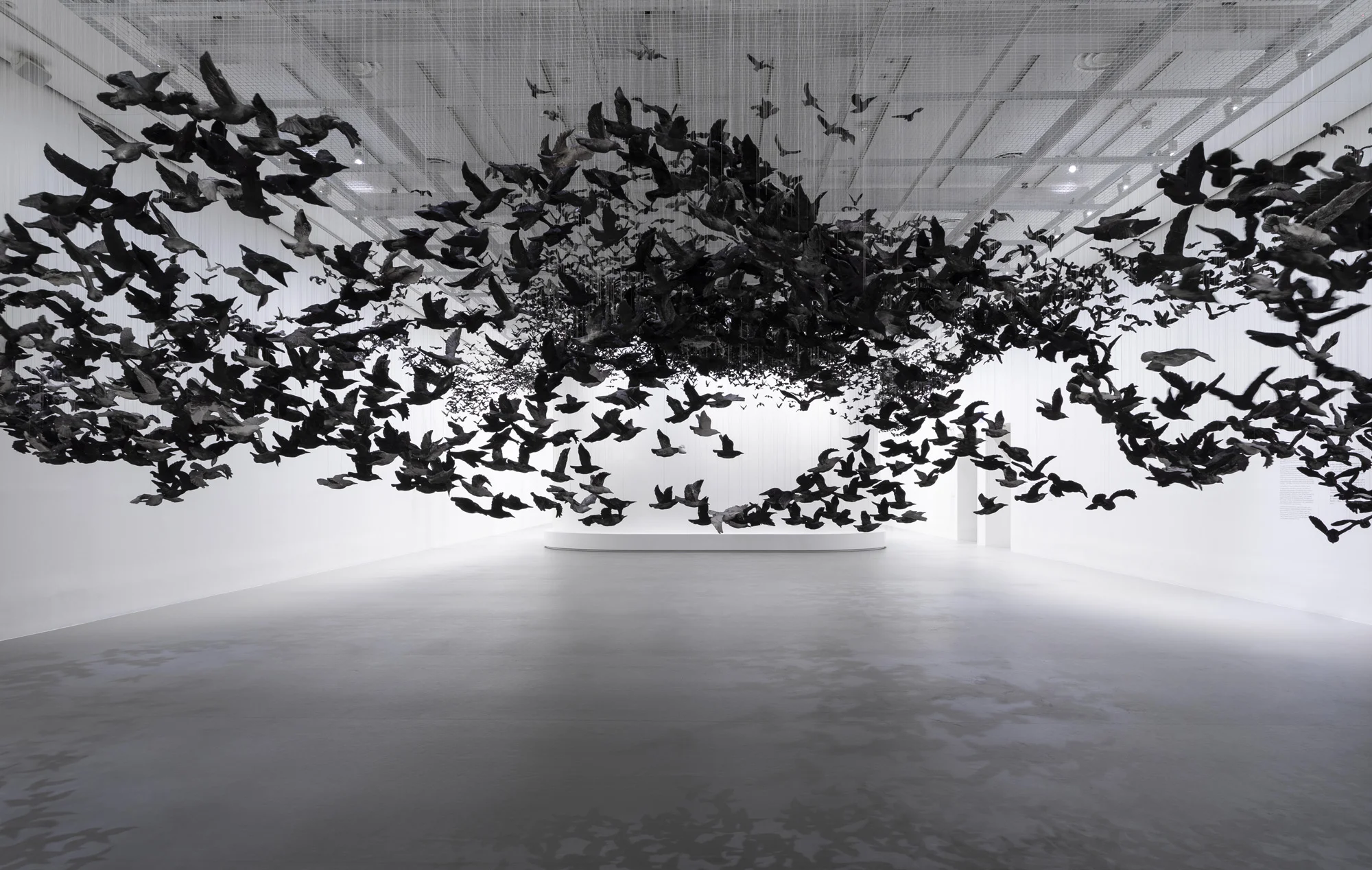 murmuration-5.jpg
