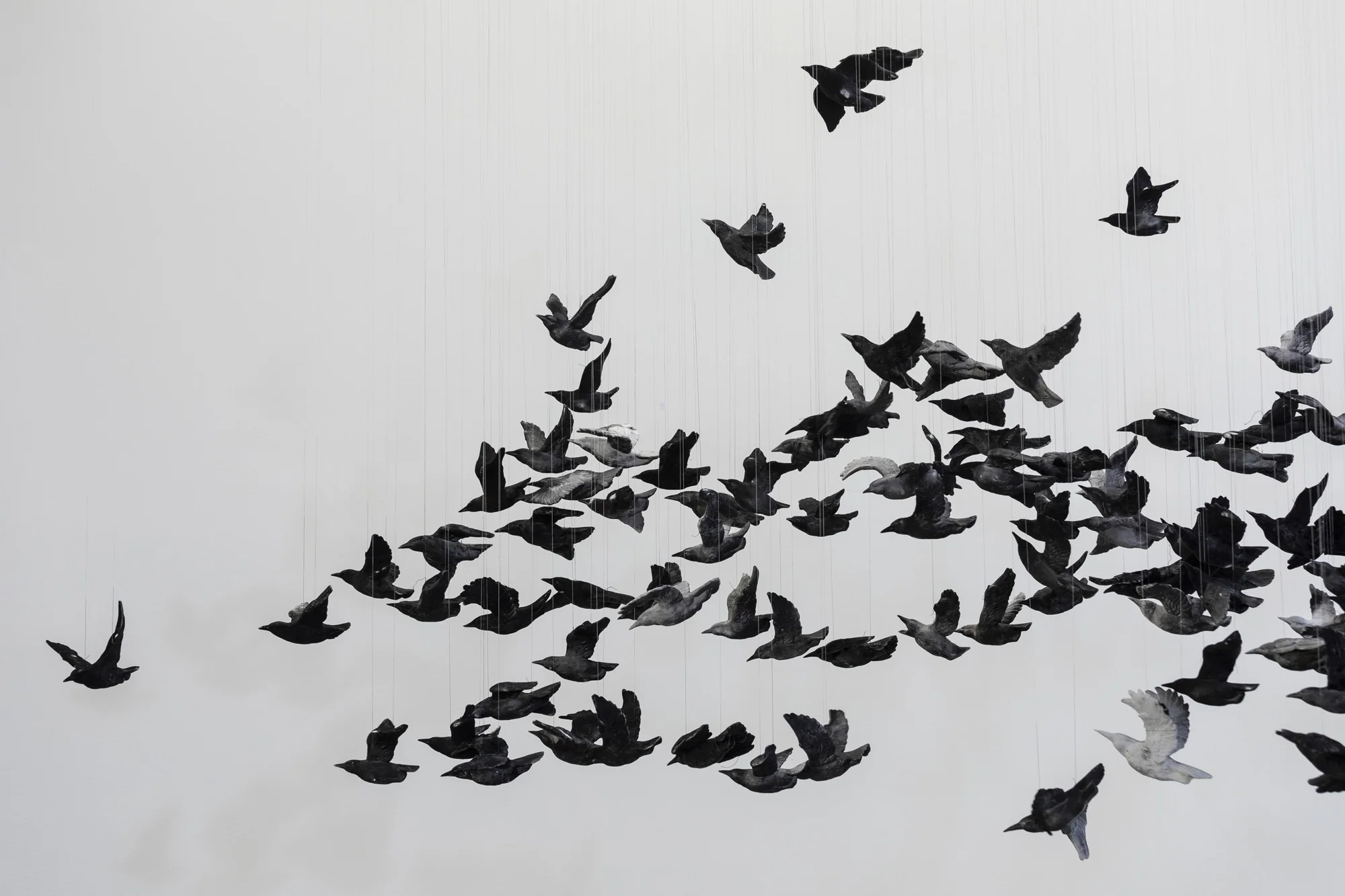 murmuration-1.jpg