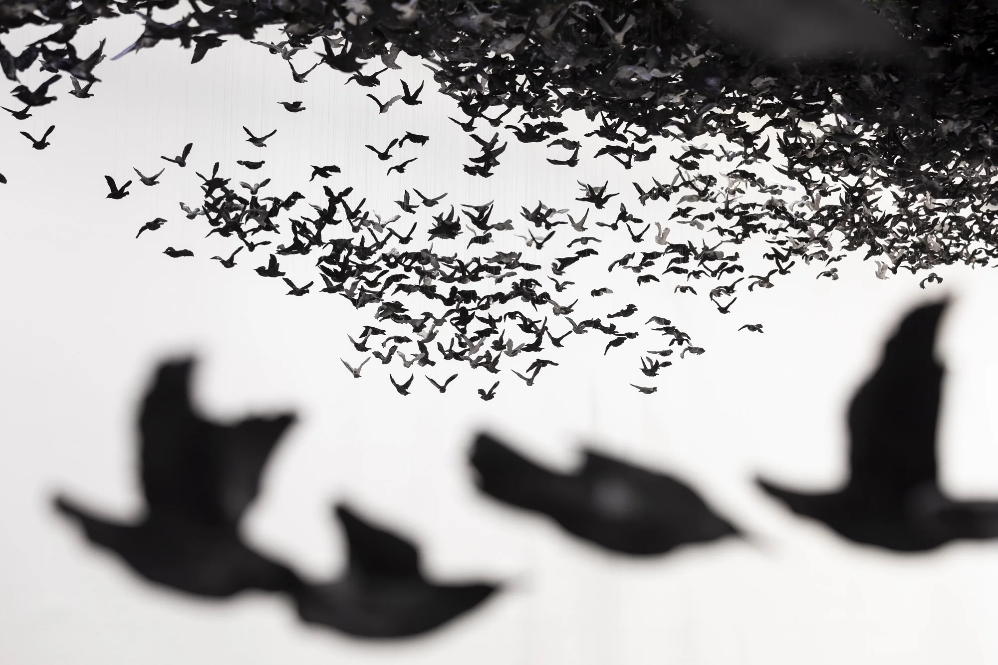 murmuration-2.jpg