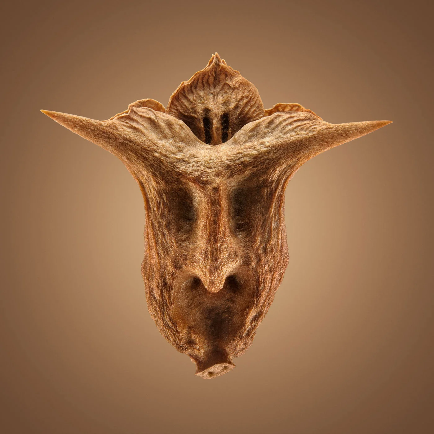 Le strane forme dei semi delle 'piante autostoppiste' sudafricane nella macrofotografia di Dillon Marsh