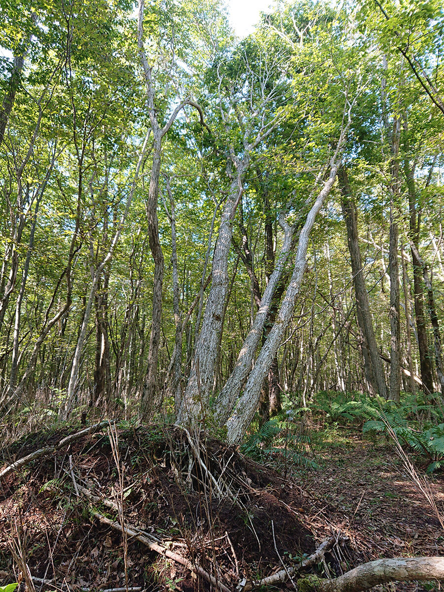 alberi caduti a causa del loro stesso peso nella foresta di Ikor