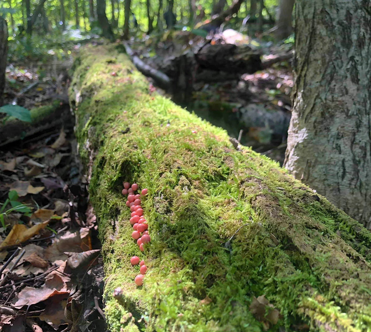 Toshihiko Shibuya punteggia la foresta "Ikor no mori" di Tomakomai con 1500 coloratissime puntine da disegno