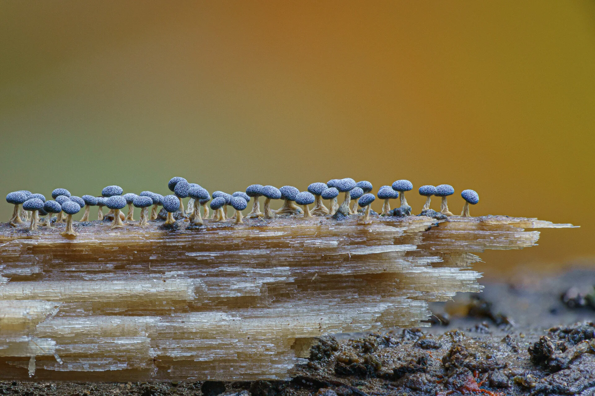 Physarum. Posizione: Fairbanks, AK