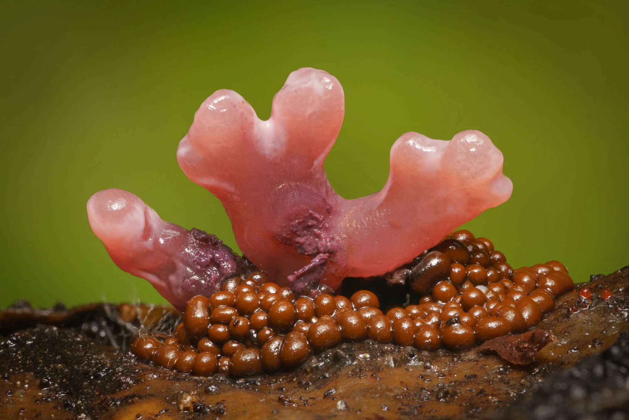 Ascocoryne sarcoides e Trichia. Ubicazione: Trout Lake, WA