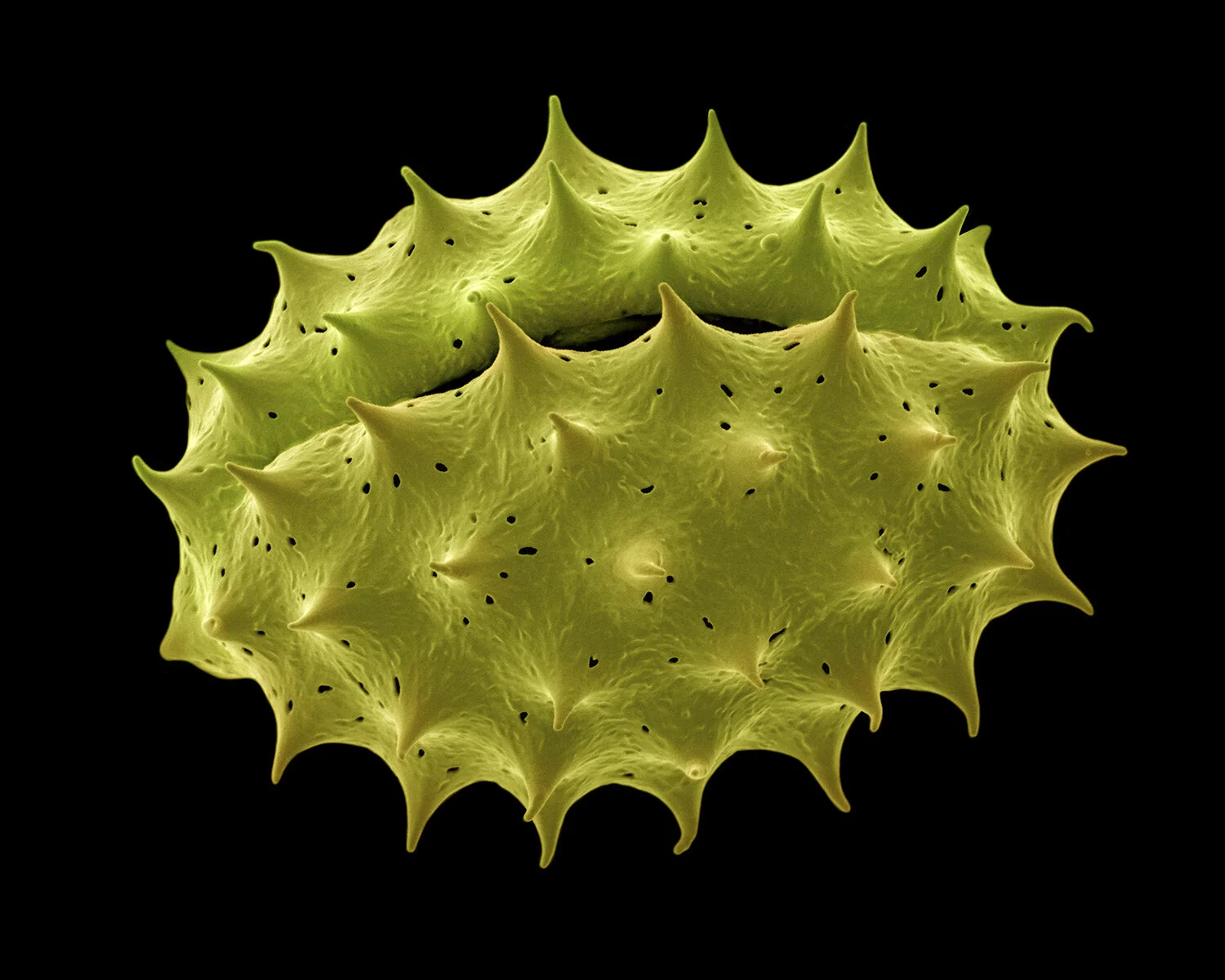 Santolina chamaecyparissus