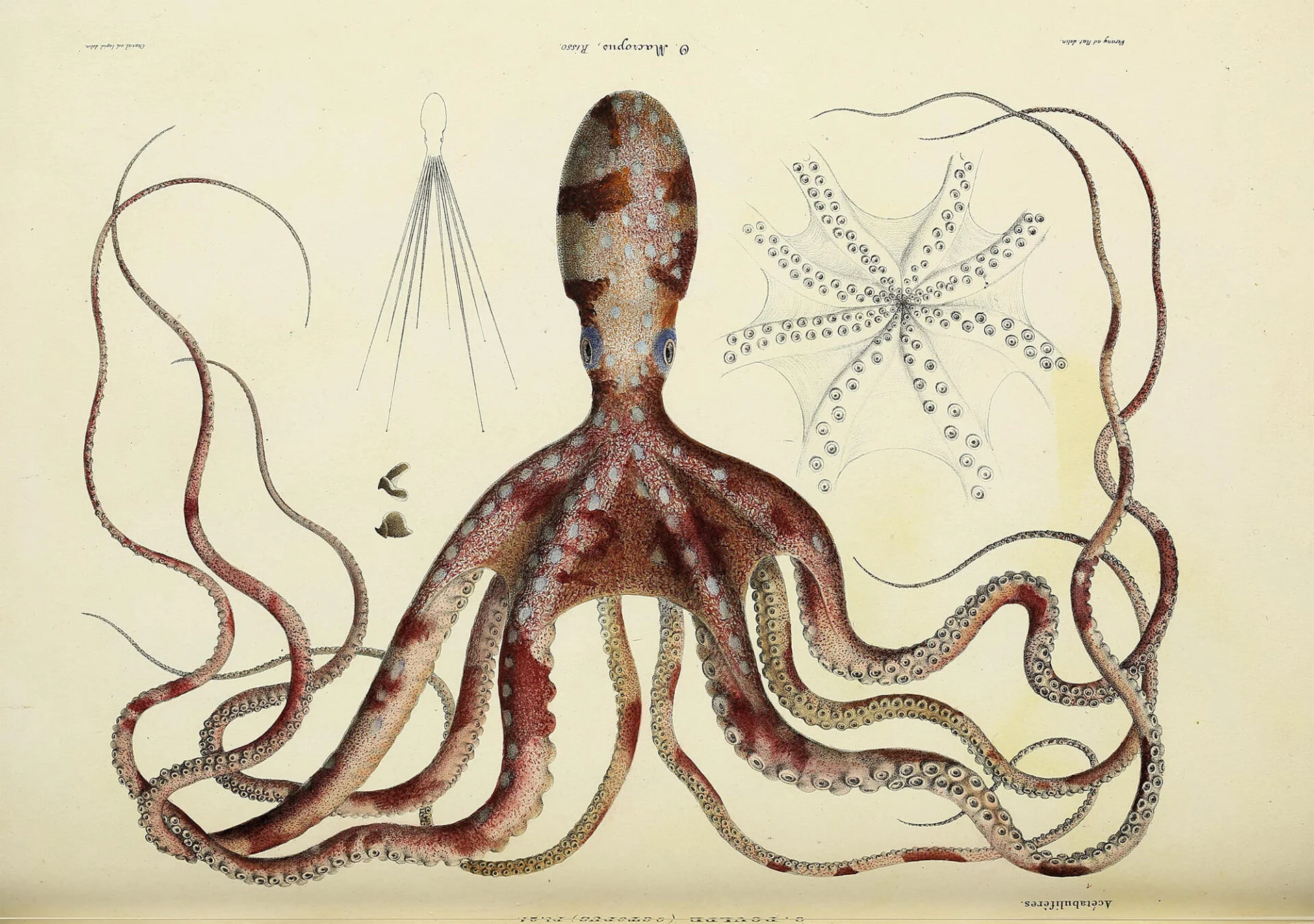 Da Natural, general and specific history of living acetabuiferous cephalopods, and fossils