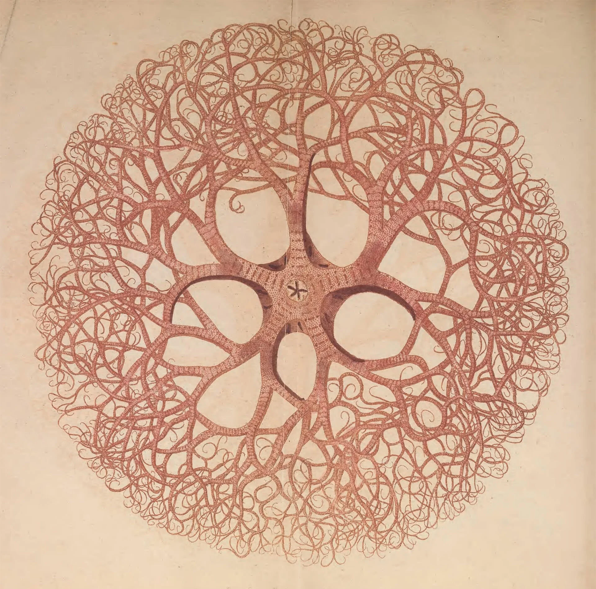Da The naturalist’s miscellany, or Coloured figures of natural objects