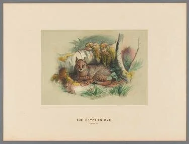 zoologicalsketc1wolf_0026.jpg