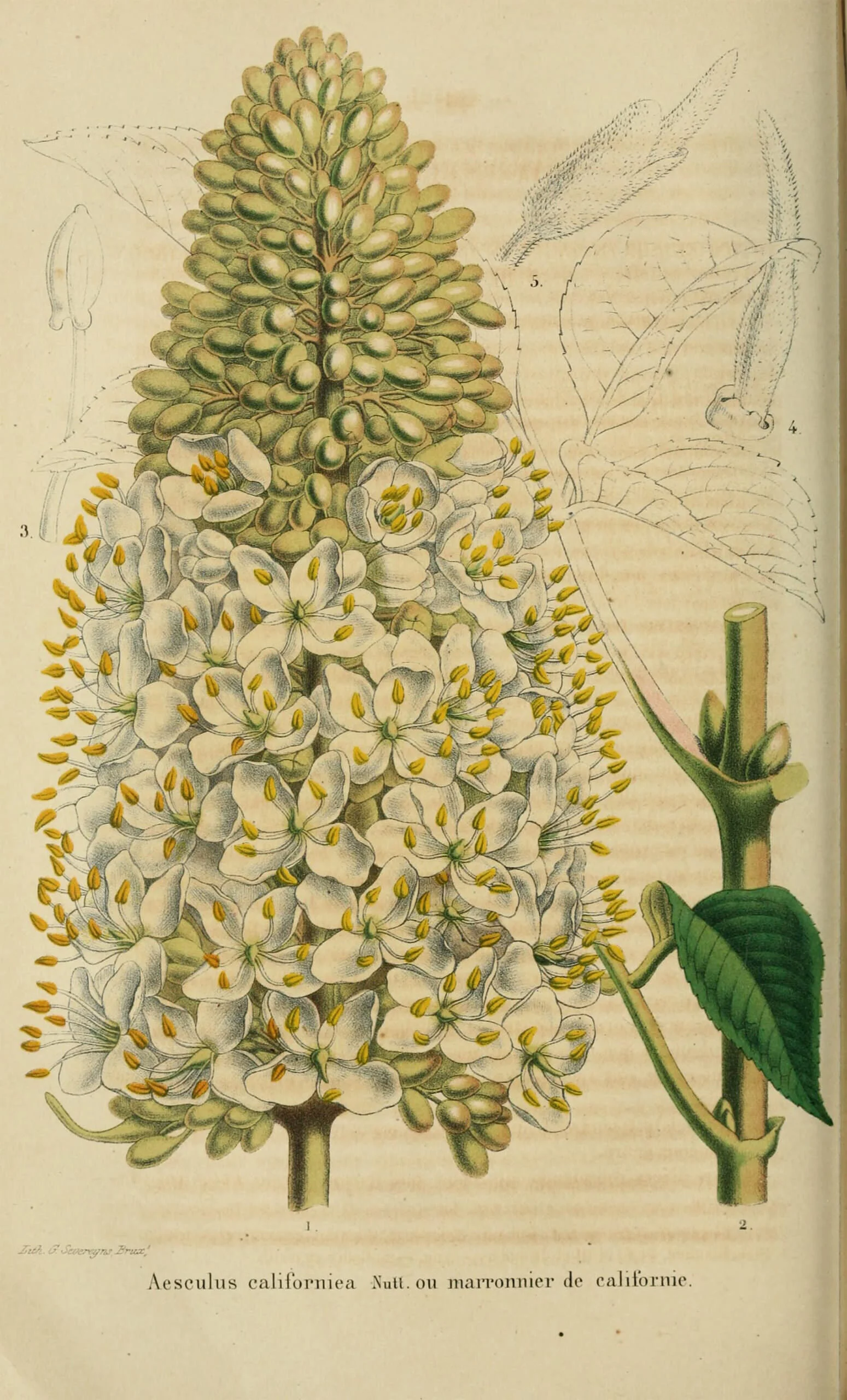 Da Belgique Horticole
