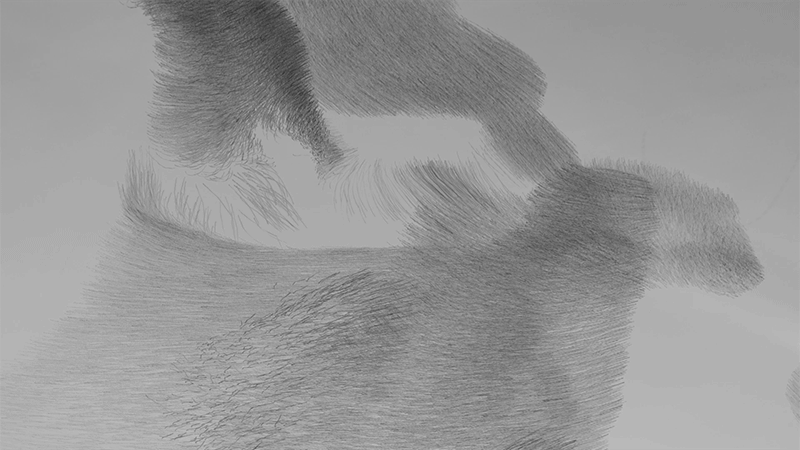 Stormi di uccelli in volo come ipnotici disegni a matita nel video e nelie foto di Xavi Bou