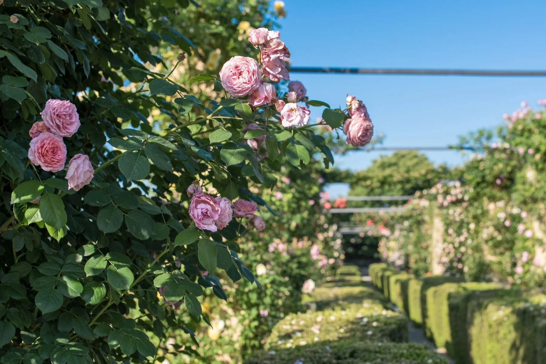 Il rosedto di Palazzo Gromo Losa
