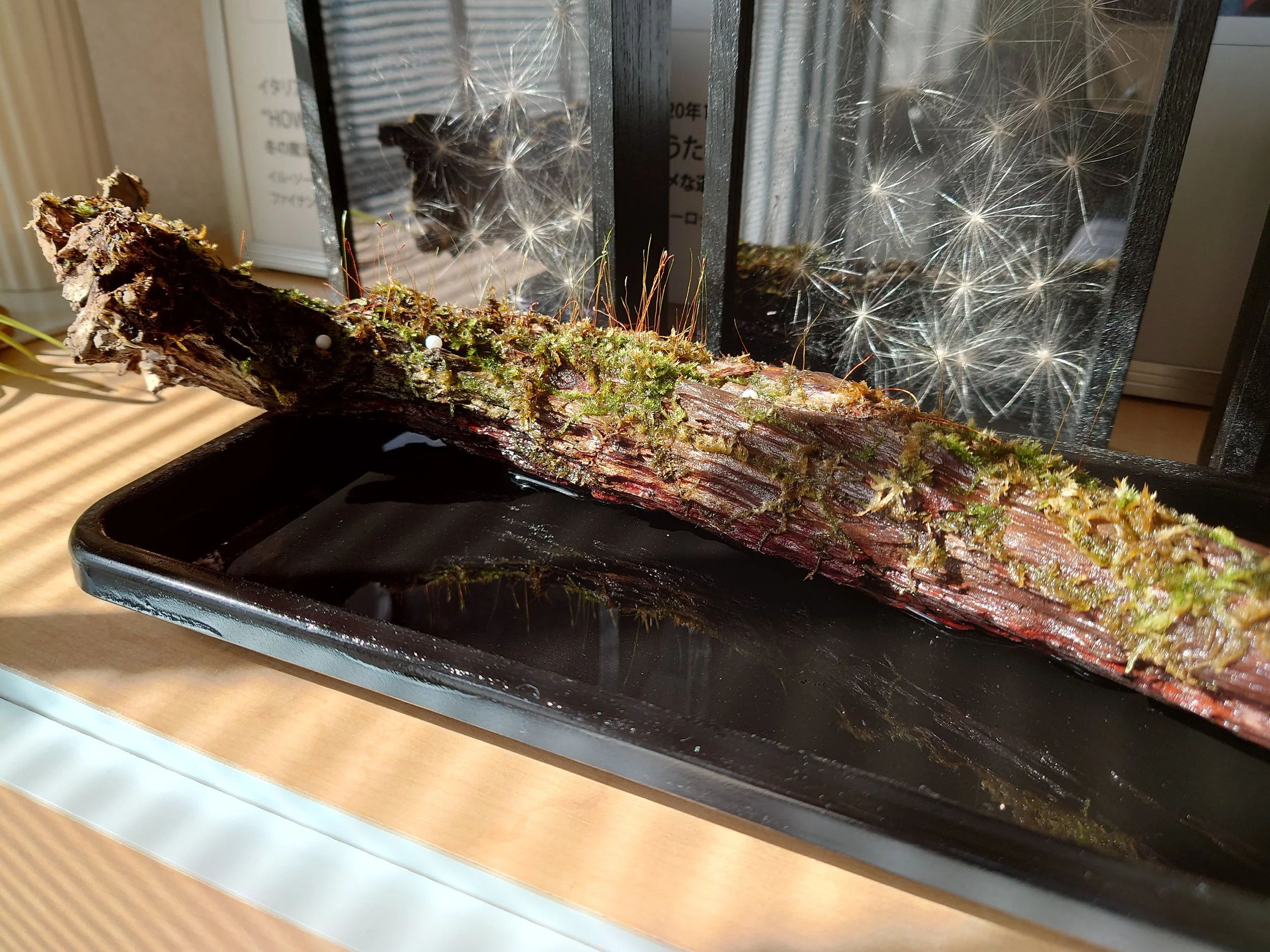 Il paesaggio minuscolo e fuggente delle nuove opere di Toshihiko Shibuya