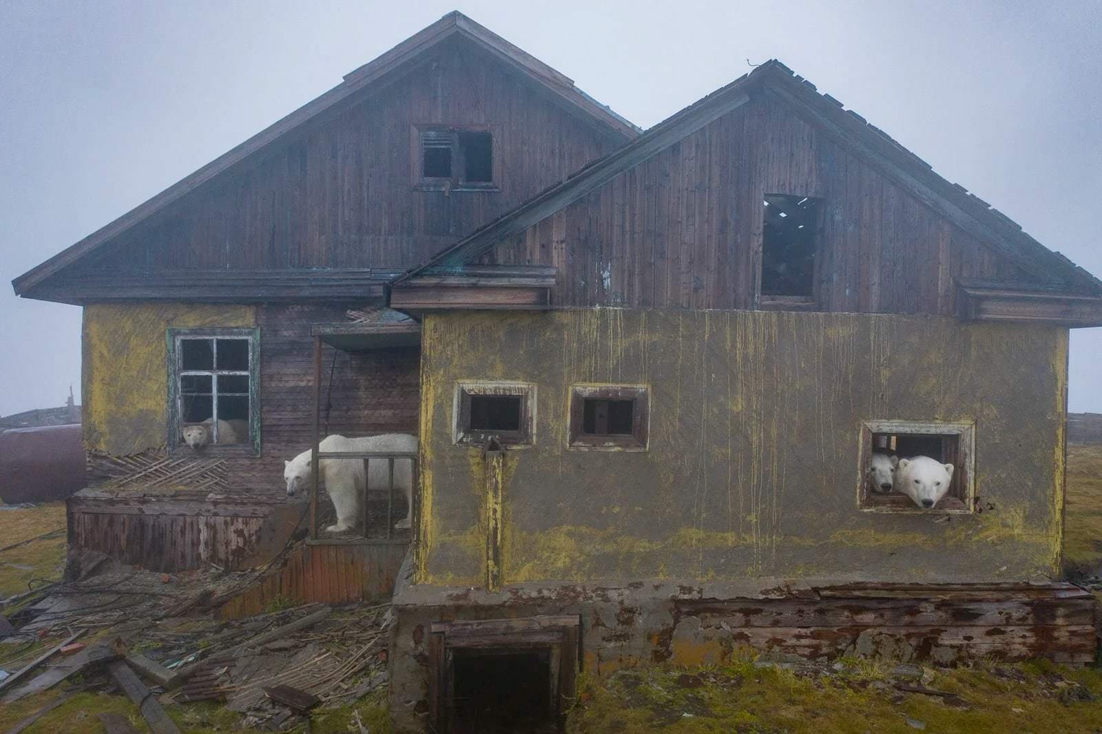 Una serie di fotografie mostra gli orsi polari stabilirsi nelle case abbandonate su una remota isola russa